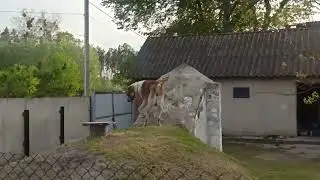 Алабай у селі