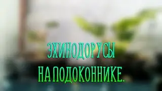 Эхинодорусы на подоконнике