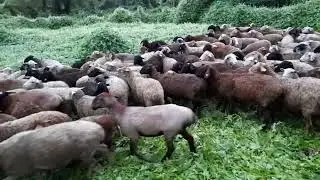 Эдельбаевские овцы