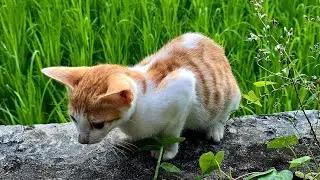 Kittens and green nature #cat #meow #kitten #catlove