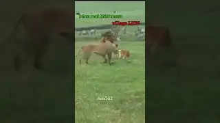 when real lion meets a VILLAGE LION