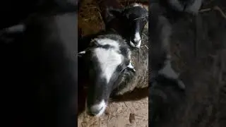 Обзор домашней овчарни.