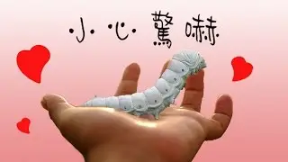 對蠶寶寶的愛 .故事