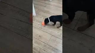 Еще одна игра для щенка 