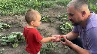 Як я мариную качку. Достигла ще одна ягода, Артема не відірвати