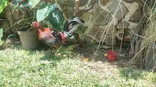 Líper Hatch