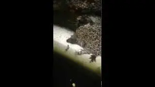 ежик хочет плавать