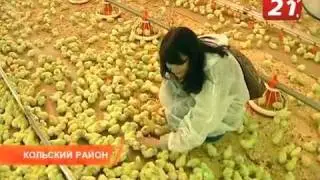 Цыпочки.flv