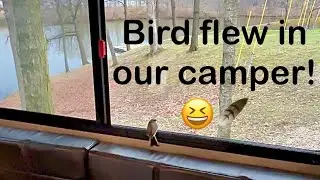 Bird flew in our camper 🤣 Great view!