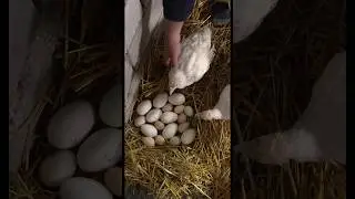 There are a lot of eggs on a mutton rump 