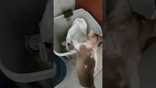 lagi cari makanan #cat #shortvideo #shorts