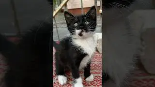 Викинули вот такого малыша, мальчик 1,5 мес.  #cat #котки #котик #котята #кот