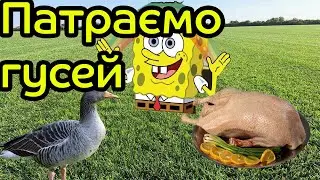 Забій гусей та їх обробка. Пошагова інструкція для новачків.