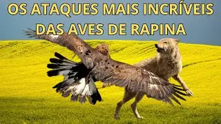 OS ATAQUES MAIS INCRÍVEIS DAS AVES DE RAPINA