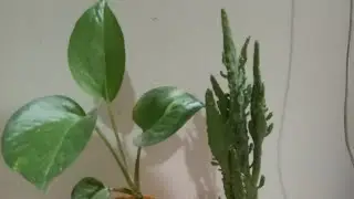 My Simple Garden is live!