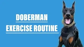 How I Excercise My Doberman DAILY!