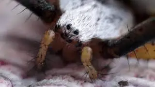 argiope bruennichi. macr.mark