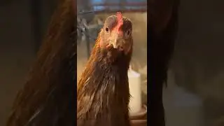 куриная месть #смешноевидео #funny #fannyvideo #funnyanimals