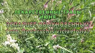 Лекарственные растения июня "Эспарцет обыкновенный"