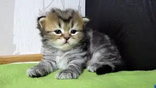 Шотландский вислоухий котенок икает