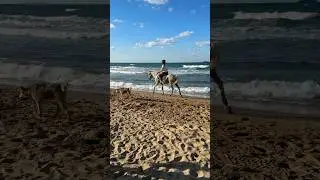 Kısırka Beach🇹🇷 #turkey #travel #horseriding #funnyshorts #seaside #summer #sea #animals