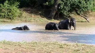 Elephant family having bath at Yala