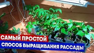 Самый простой способ выращивания рассады