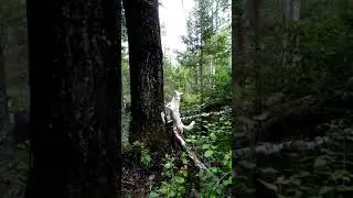 Отправить
