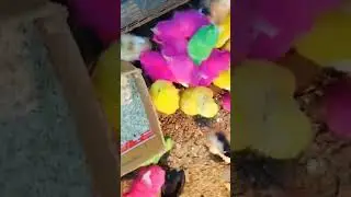 How cute 🐤🐤 #viral #shorts #shortvideo #youtubeindia #youtubeshorts