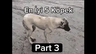 Top 5 Dog Part 3