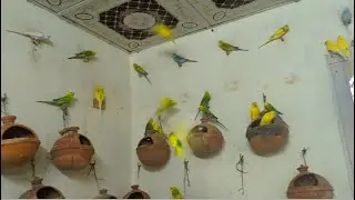 Budgie new baby, eggs and colony progress