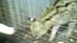 Strano Gattone Selvatico