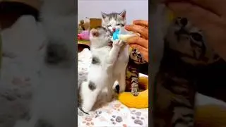 Little kittens drinking milk 🐱🍼🐾