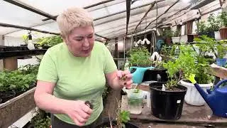 Полистар. Черенкование низкорослых сортов. Какой черенок брать. 31.03