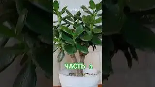 Часть 1. Как укоренить ДЕНЕЖНОЕ ДЕРЕВО? 