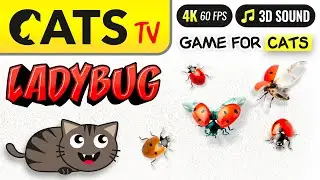 CATS TV -  Realistic 3D Ladybug 🐞 Flying and running 4K [3 HOURS] GAME FOR CATS