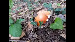 2-Amanitas y Aereus Octubre 2023
