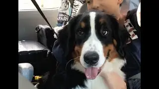 Bernese Mountain dog and Australian Shepard get tired after a long trip