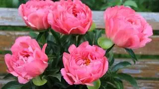 Peony Coral Sunset  / Пион Корал Сансет.