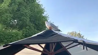 Squawking Seagull