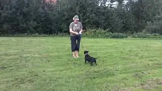 Random disc dog training