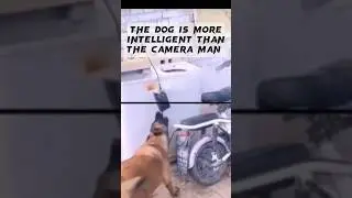 Most Intelligent Dog on Earth #dog