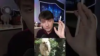 Гнездо с ложным входом