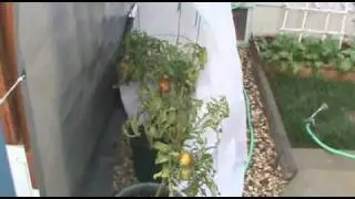 Siberian Tomatoes, still producing 12-11-2010