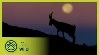 Spring Tales | Stories of the Mediterranean Forest 2/6 | Go Wild