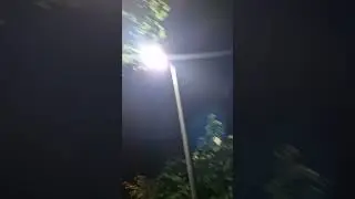 Leaves acting like pinhole camera showing image of LEDs
