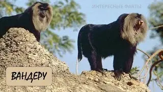 ВАНДЕРУ🐒/Животные life/Приматы/Животные/Интересные факты