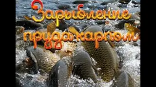 зарыбление карпом пруда на даче!выращивание рыбы!карп в пруду на участке возле дома!