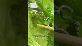 Шок! А вы также моете зелень?