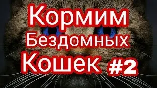 Кормим бездомных кошек #2